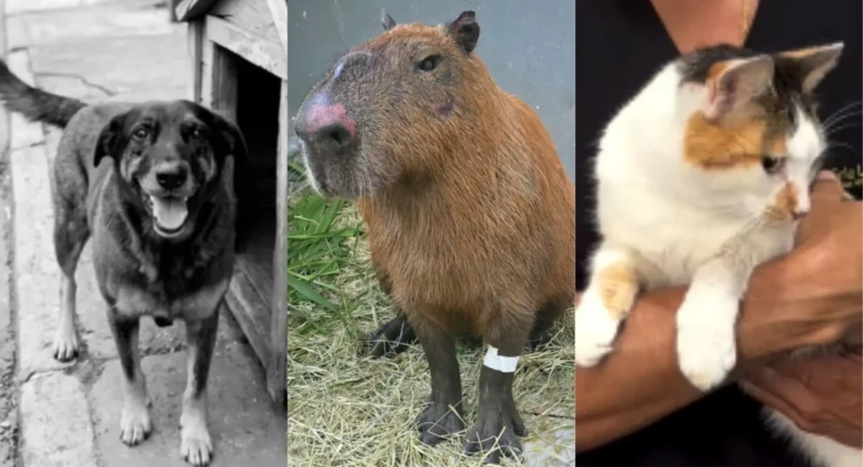 Gata, cachorro e capivara: entenda os recentes ataques a animais