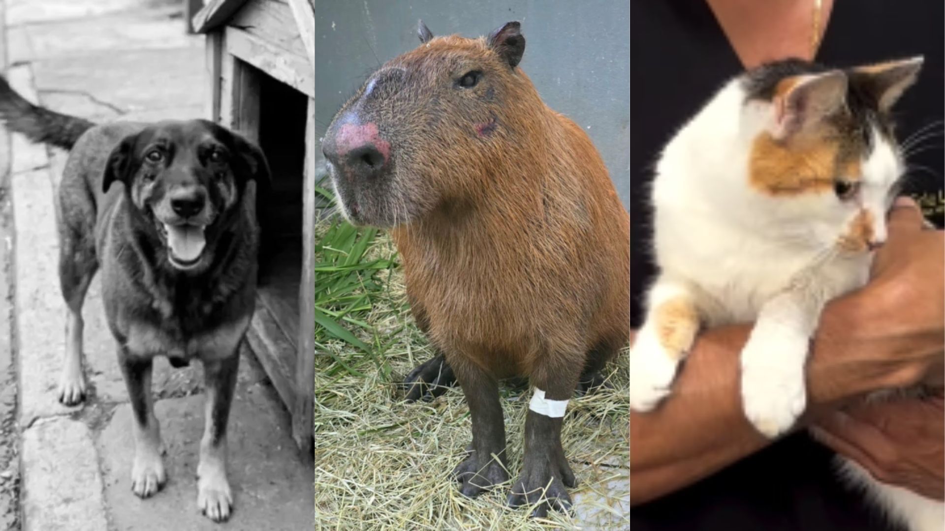 Gata, cachorro e capivara: entenda os recentes ataques a animais