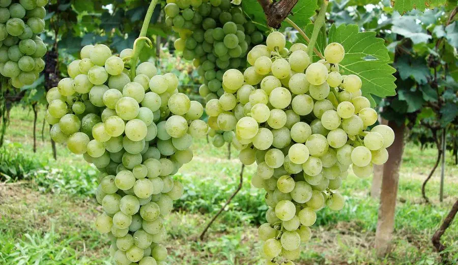 Vinhos de inverno avançam com tecnologia no Centro-Oeste