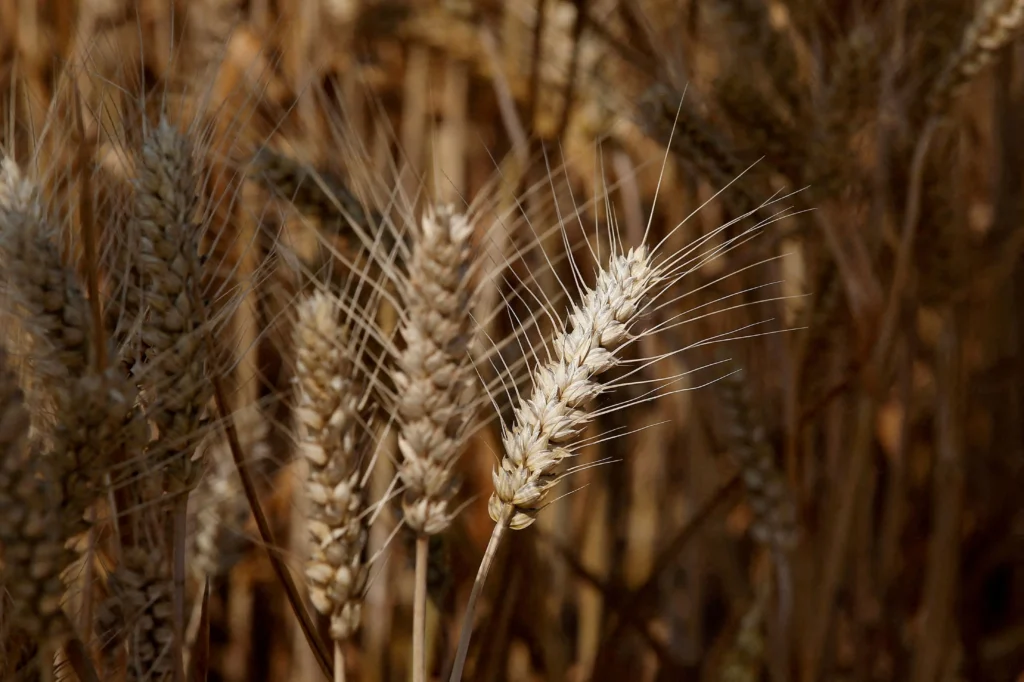Farinha de trigo pode subir em São Paulo: prepare-se agora!