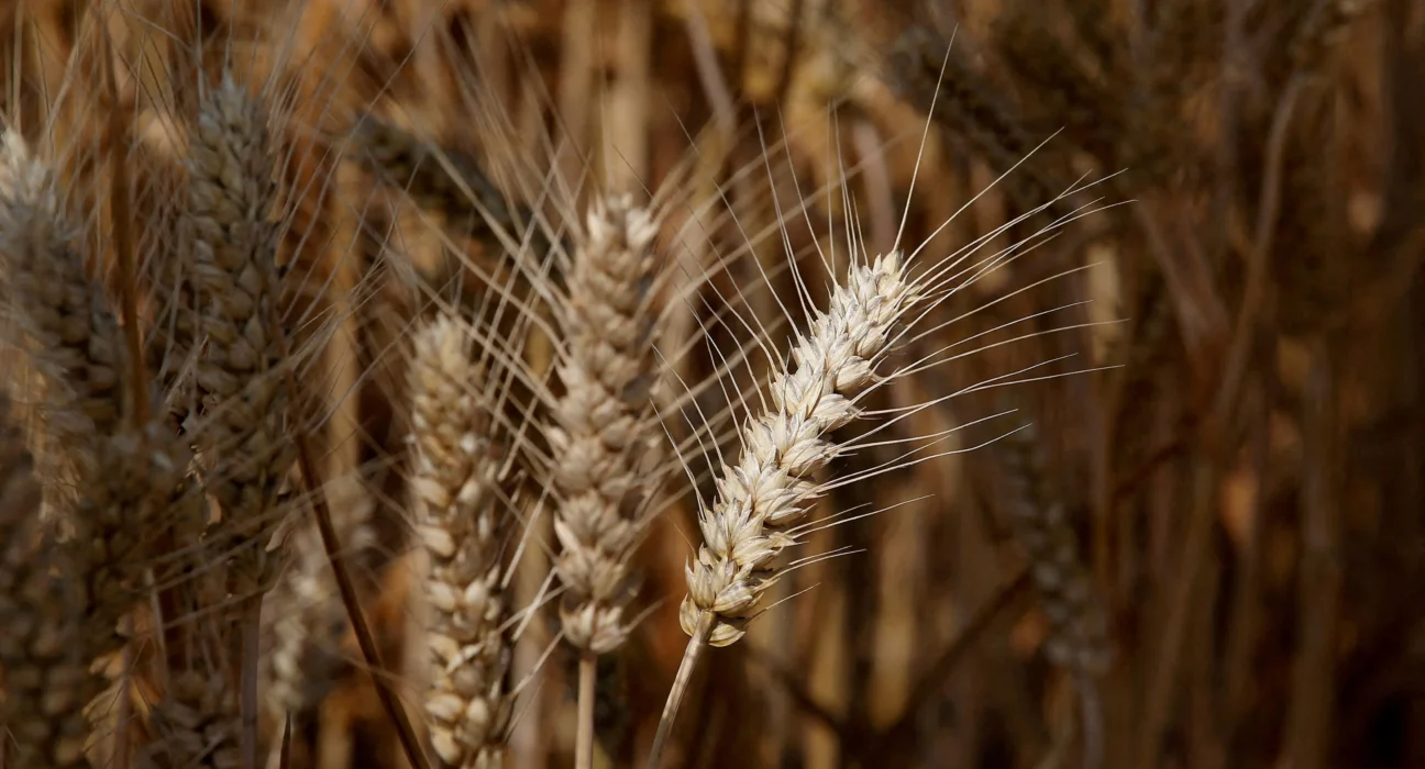 Farinha de trigo pode subir em São Paulo: prepare-se agora!