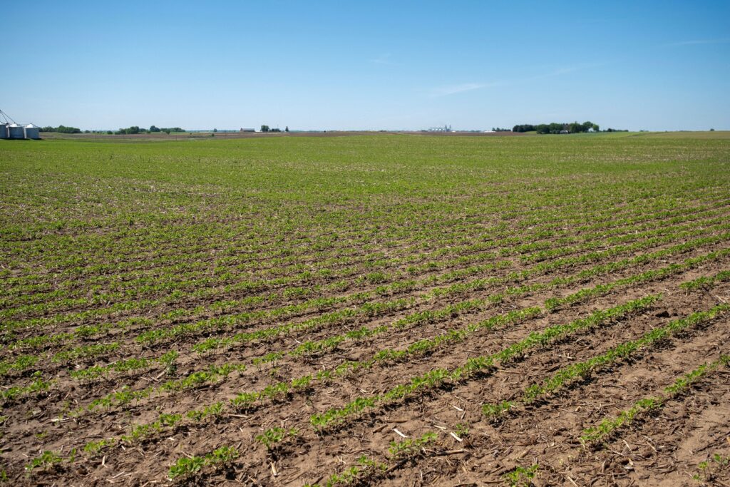 Agroconsult revisa safra de soja para recorde de 183,1 milhões de toneladas