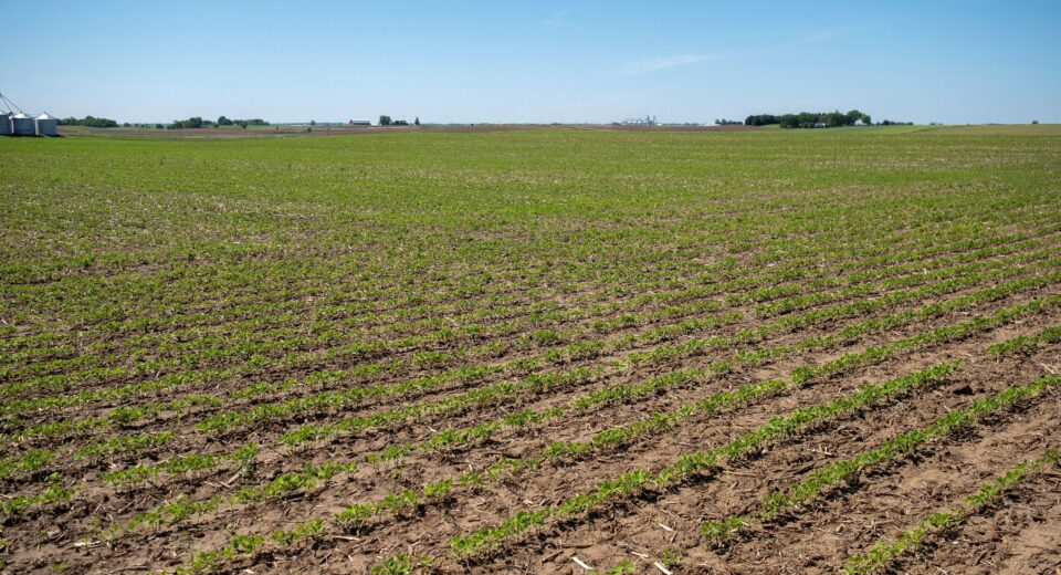 Agroconsult revisa safra de soja para recorde de 183,1 milhões de toneladas