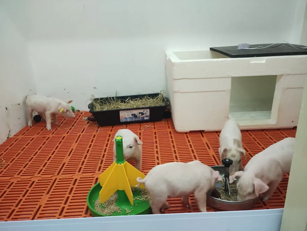 Novos filhotes são aguardados após clonagem de porco no Brasil