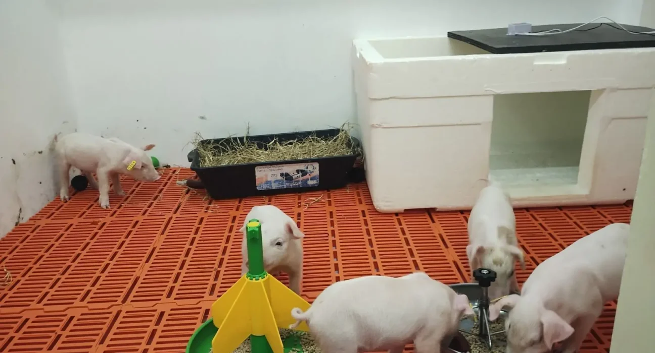 Novos filhotes são aguardados após clonagem de porco no Brasil