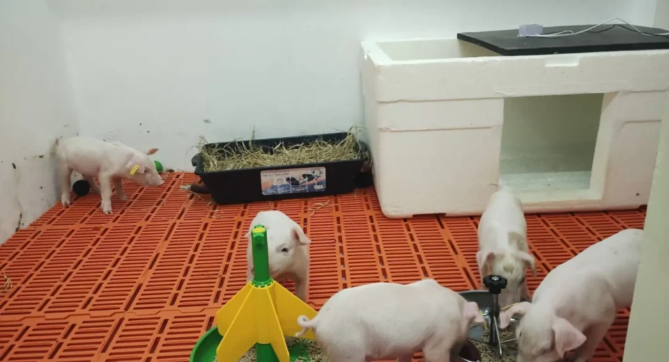 Novos filhotes são aguardados após clonagem de porco no Brasil