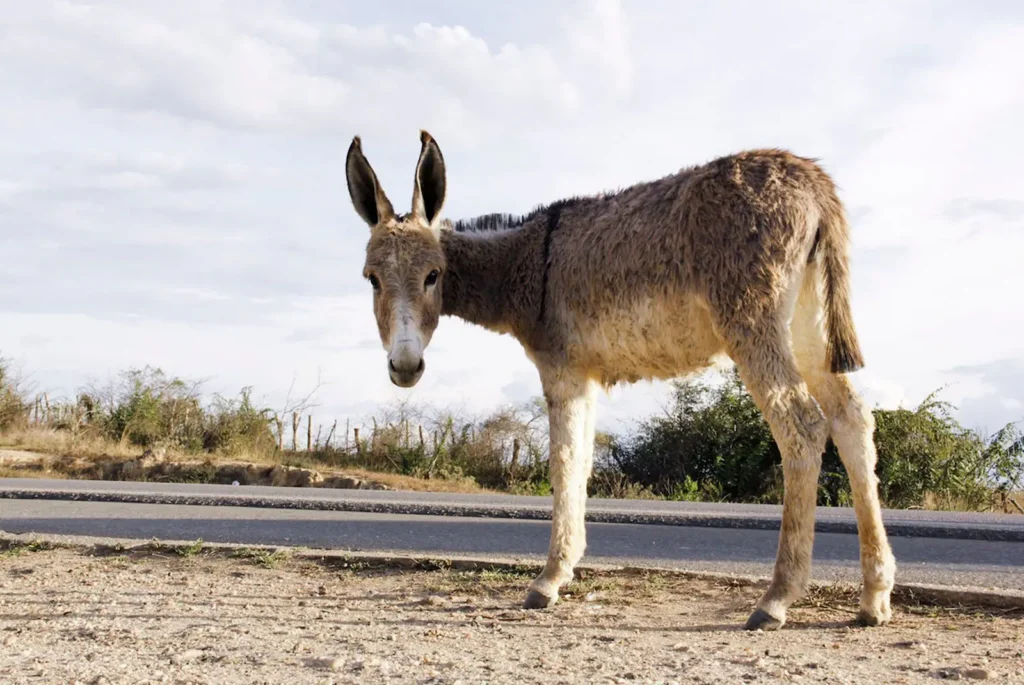 Especialistas questionam dados sobre população de jumentos essenciais