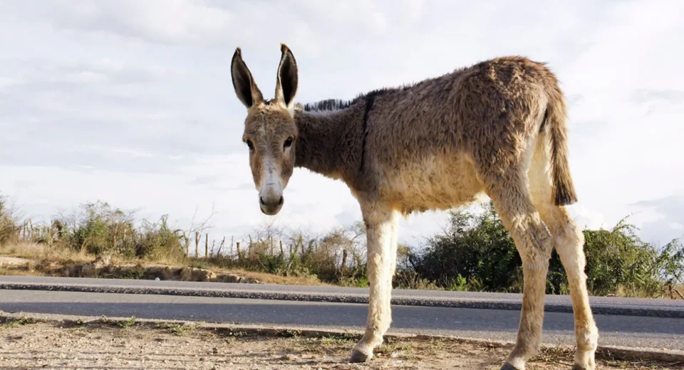 Especialistas questionam dados sobre população de jumentos essenciais