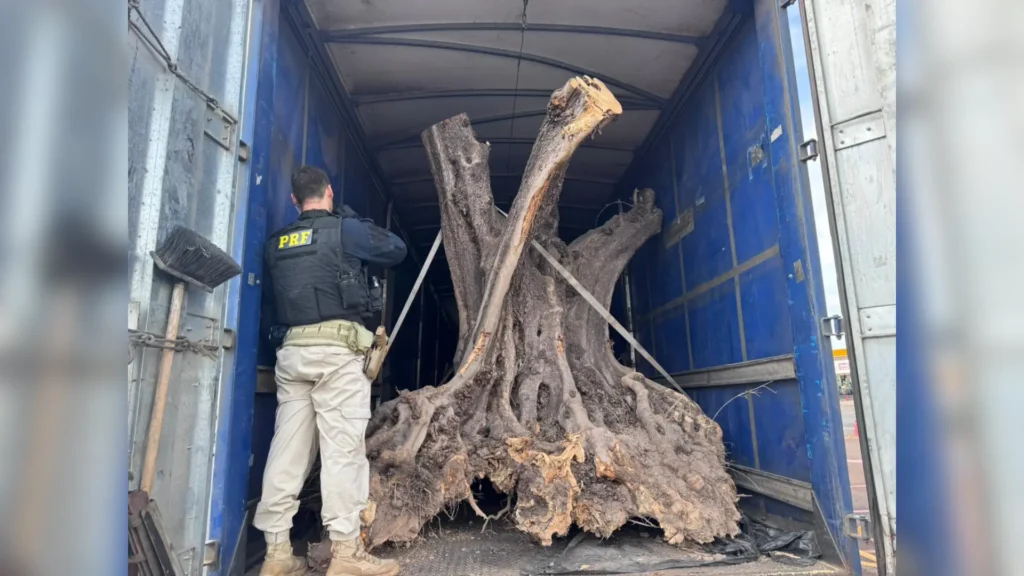 PRF apreende oliveiras centenárias contrabandeadas no PR