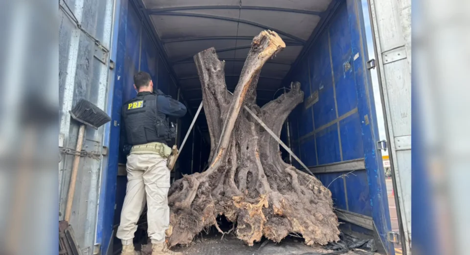 PRF apreende oliveiras centenárias contrabandeadas no PR