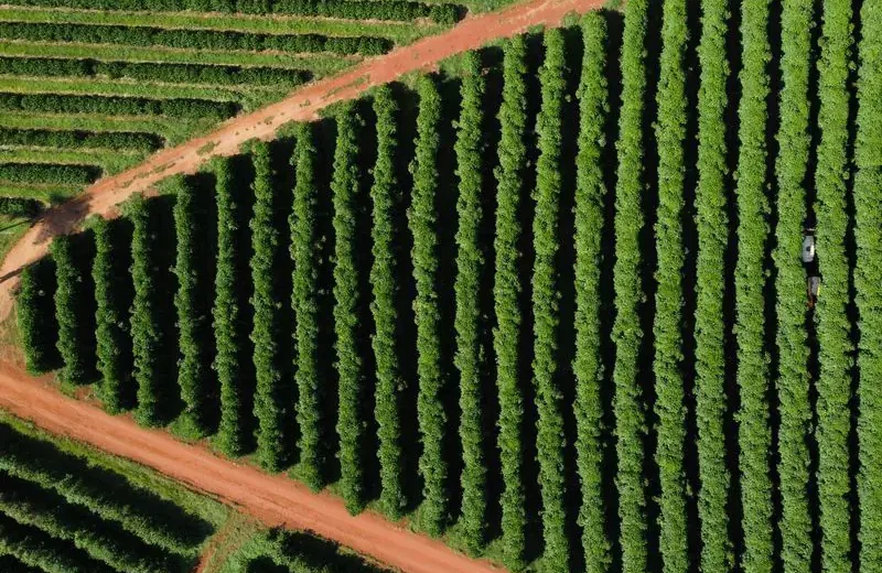 Preços pagos ao produtor caem quase 10% no primeiro trimestre