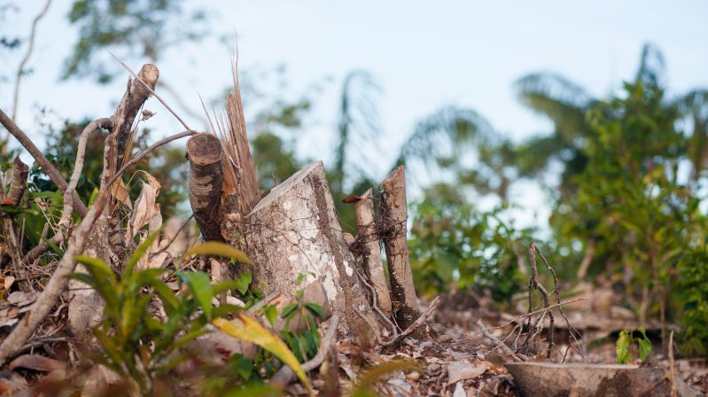 Desmatamento fica abaixo de 1 milhão de hectares em 2023