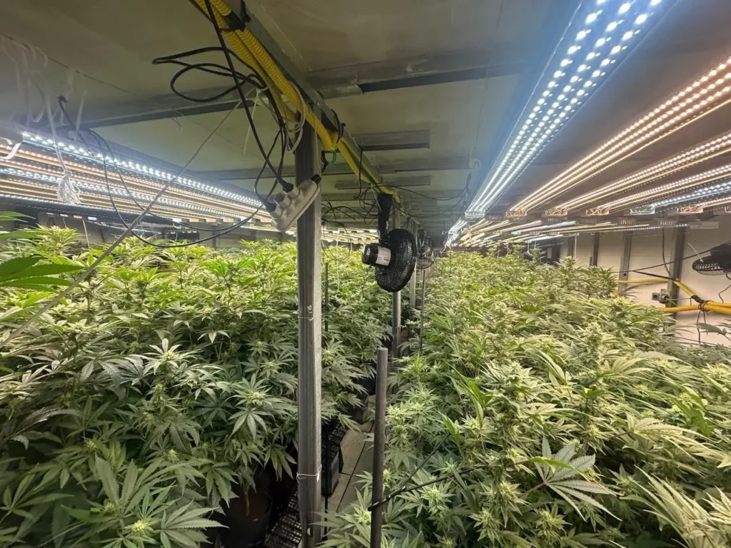 Mega plantação de maconha é descoberta e gera polêmica na região