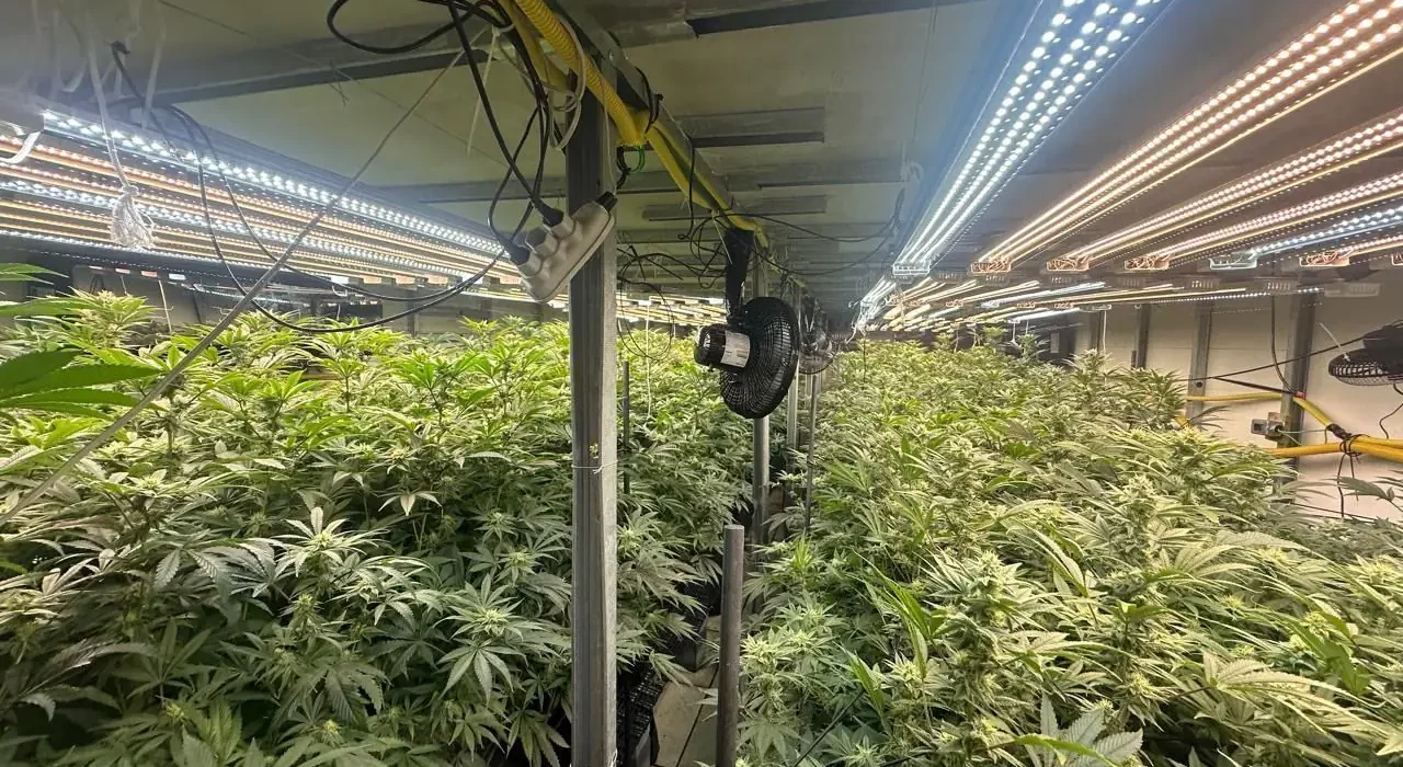 Mega plantação de maconha é descoberta e gera polêmica na região