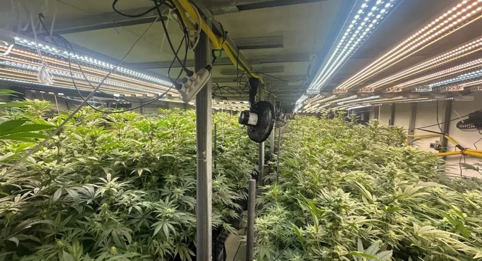 Mega plantação de maconha é descoberta e gera polêmica na região