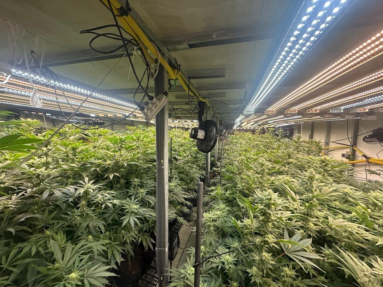 Mega plantação de maconha é descoberta e gera polêmica na região