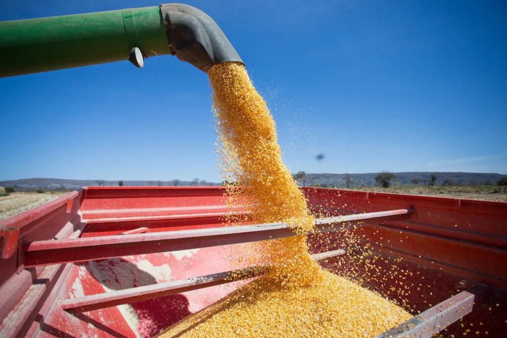 Mercado de defensivos para milho verão cresce 21% em 2023