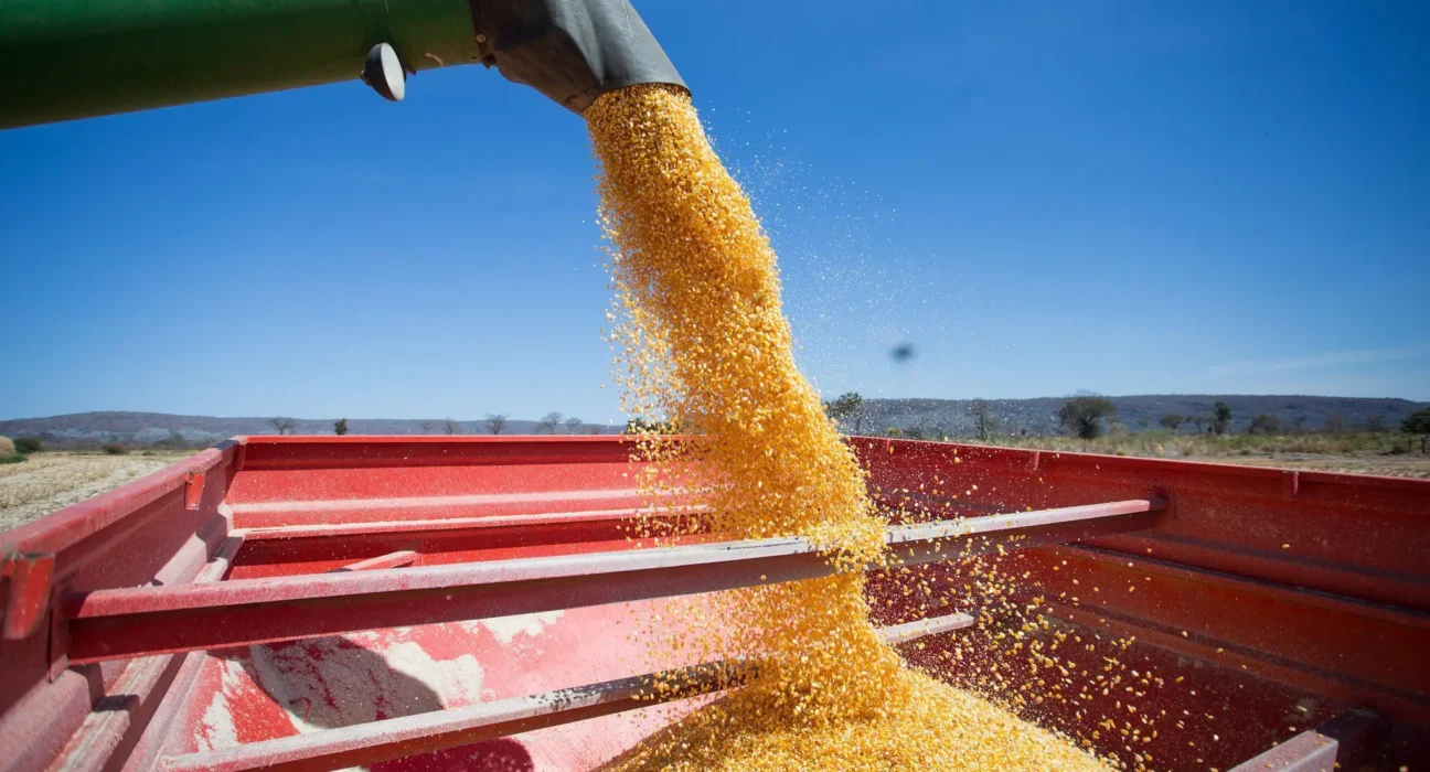 Mercado de defensivos para milho verão cresce 21% em 2023