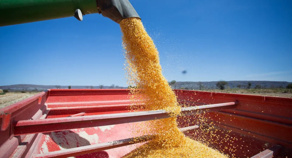 Mercado de defensivos para milho verão cresce 21% em 2023