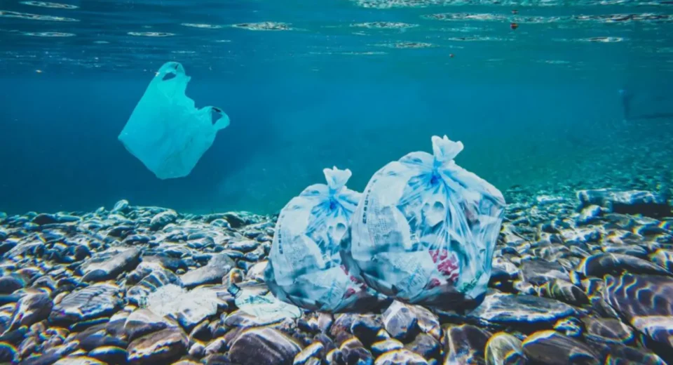 Poluentes contaminam animais de águas profundas no Brasil: estudo revela riscos
