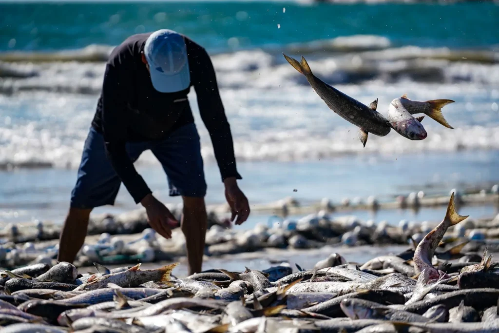 Governo amplia cota da tainha para beneficiar pescadores em SC