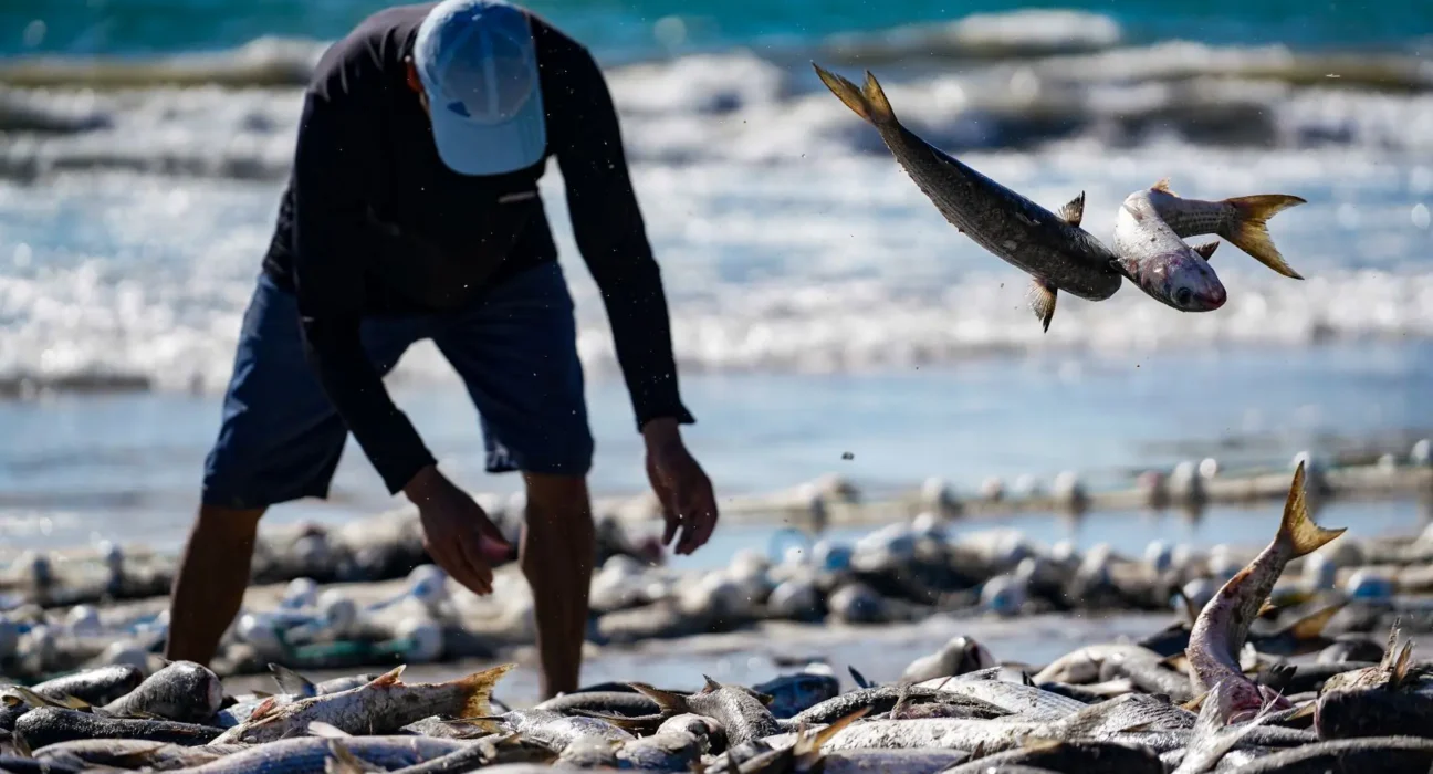 Governo amplia cota da tainha para beneficiar pescadores em SC