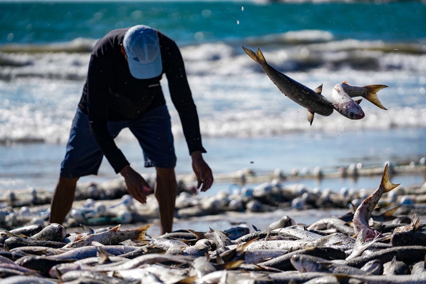 Governo amplia cota da tainha para beneficiar pescadores em SC