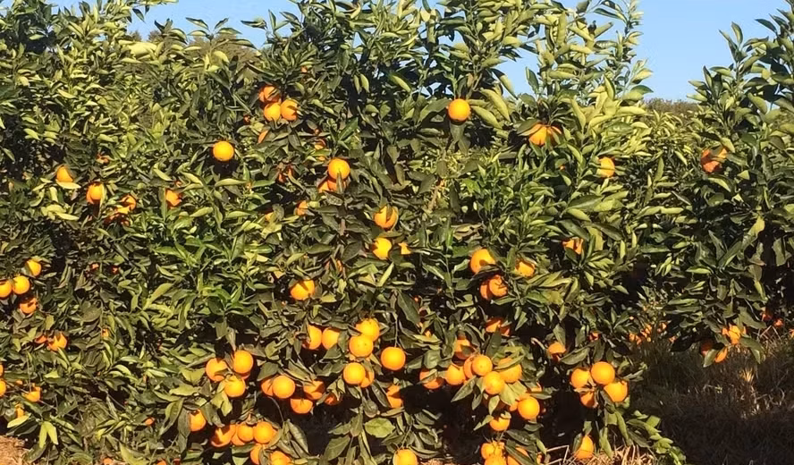 Negociações de laranja 2026/27: Cenário inicial e perspectivas