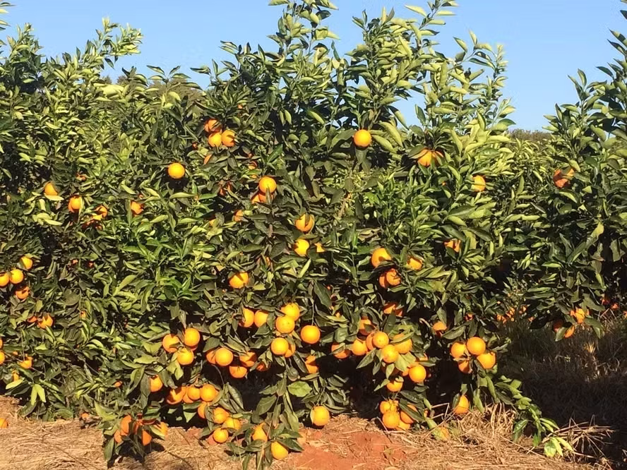 Negociações de laranja 2026/27: Cenário inicial e perspectivas