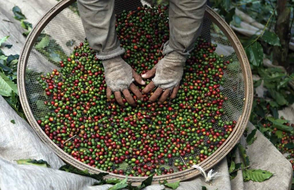 Colheita de café avança para 16%, impacto na produção agrícola