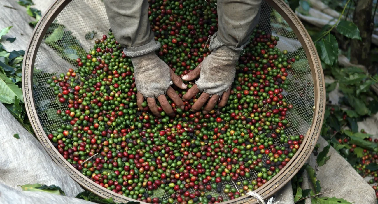 Colheita de café avança para 16%, impacto na produção agrícola