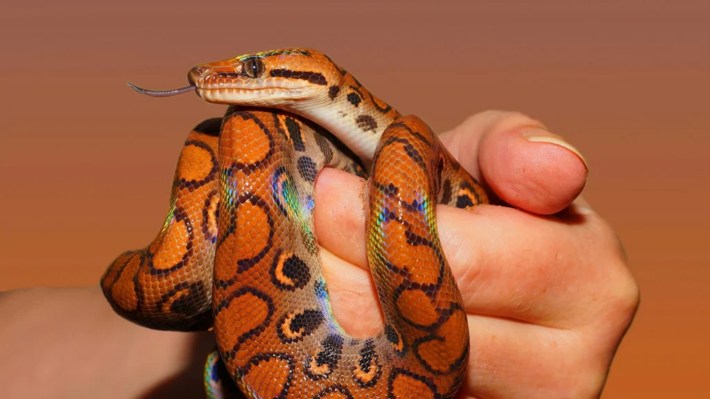 Como pesquisadores encontraram fóssil de serpente ancestral em SP