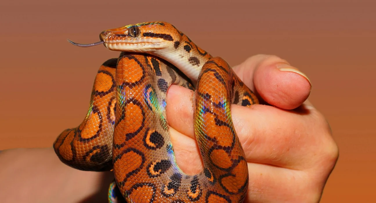 Como pesquisadores encontraram fóssil de serpente ancestral em SP