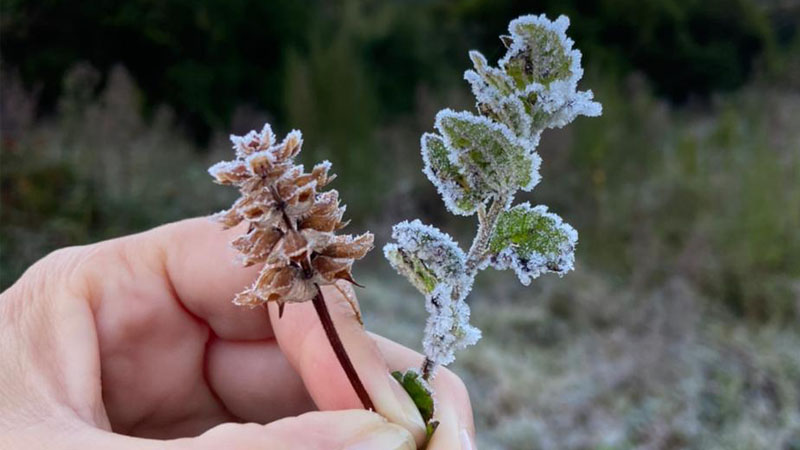 Cidades mineiras estão sob alerta de baixas temperaturas imprevistas