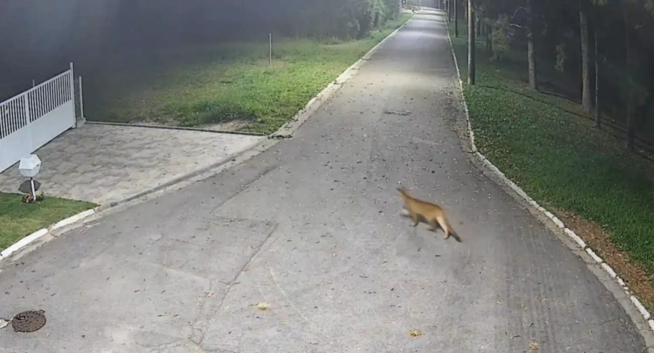 Onça-parda é flagrada caminhando em avenida de Barueri (SP)