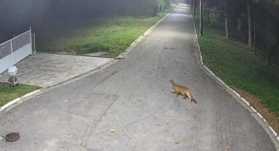 Onça-parda é flagrada caminhando em avenida de Barueri (SP)
