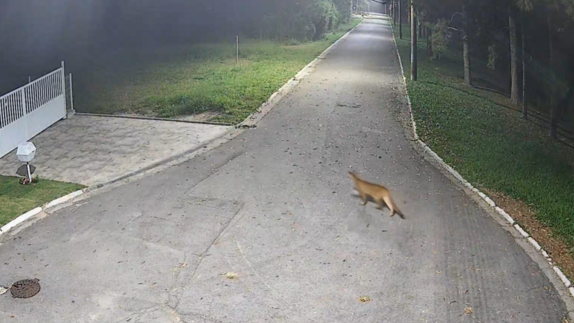 Onça-parda é flagrada caminhando em avenida de Barueri (SP)