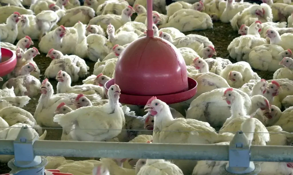 SP registra primeiro caso de gripe aviária de 2026 em aves
