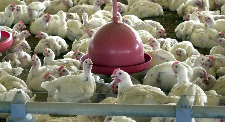 SP registra primeiro caso de gripe aviária de 2026 em aves