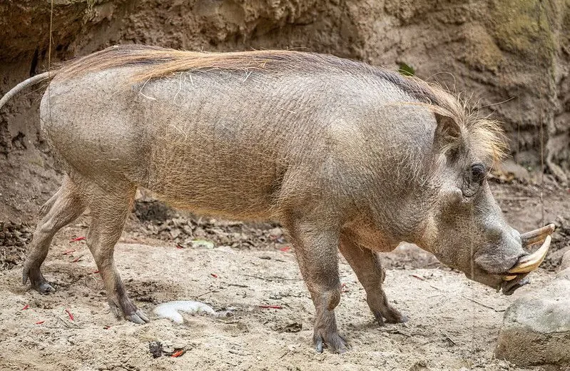 "Pumba brasileiro tem sessão de pedicure para cascos saudáveis"
