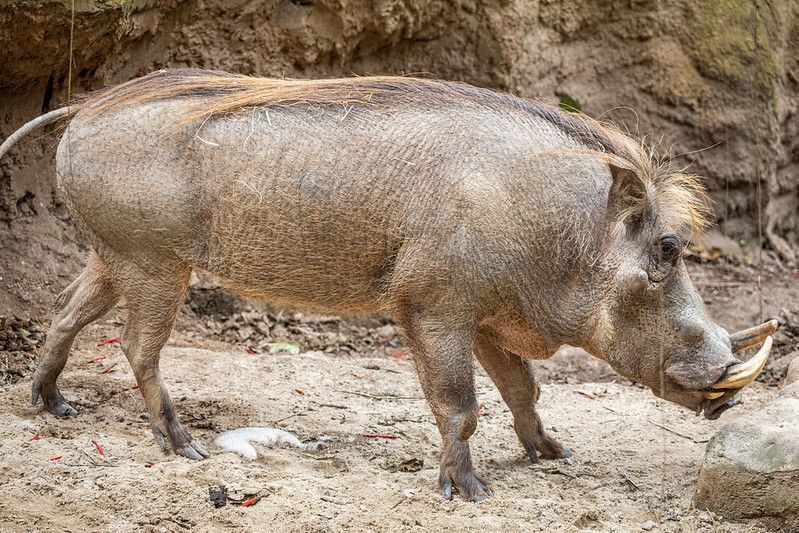 "Pumba brasileiro tem sessão de pedicure para cascos saudáveis"