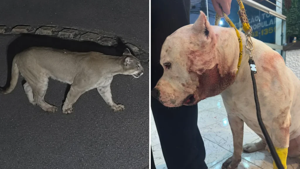 Onça-parda invade condomínio e ataca pitbull em SP