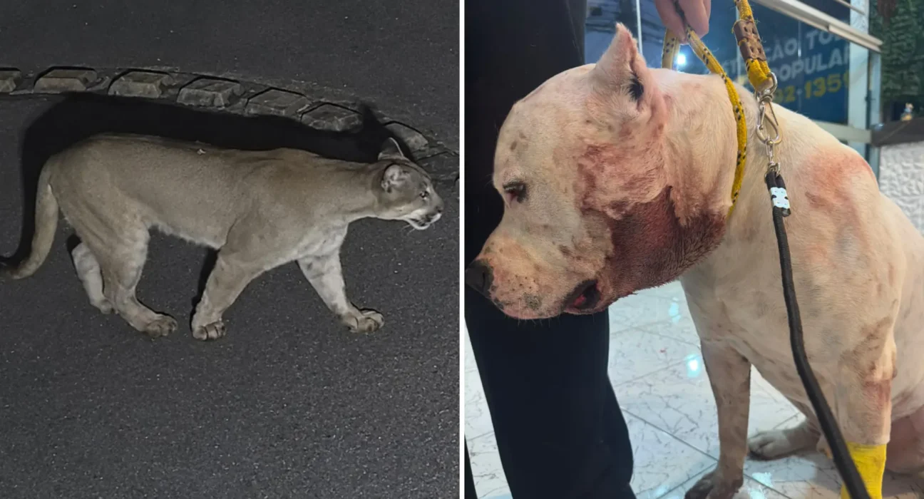 Onça-parda invade condomínio e ataca pitbull em SP