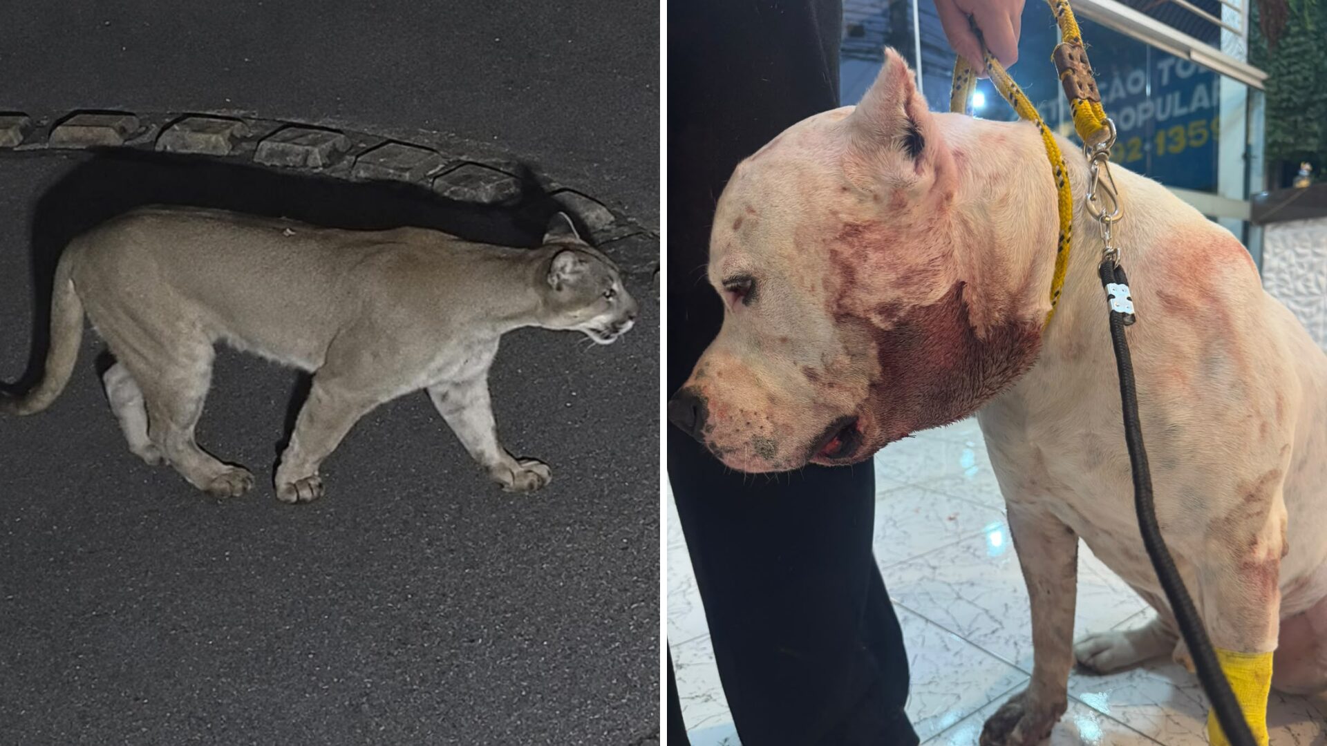 Onça-parda invade condomínio e ataca pitbull em SP
