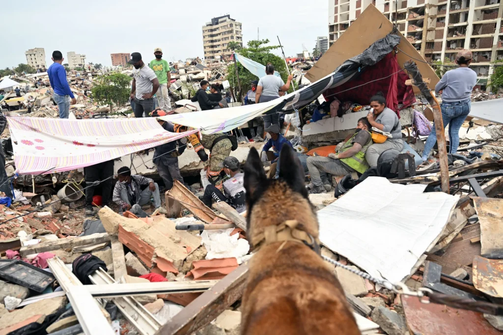Como cães farejadores ajudam a encontrar sobreviventes em terremotos