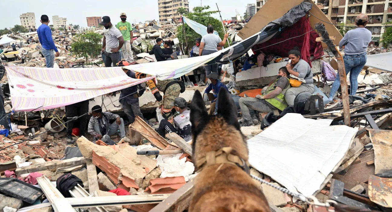 Como cães farejadores ajudam a encontrar sobreviventes em terremotos