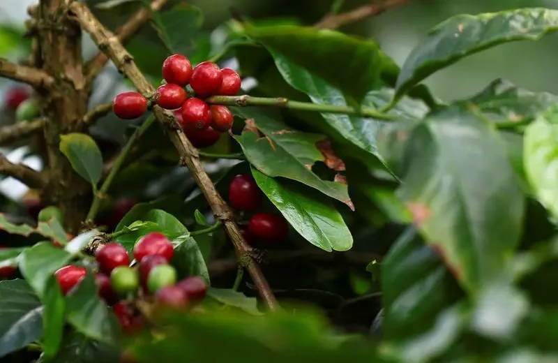 Chuva afeta colheita e deixa café mais caro no Brasil: Entenda