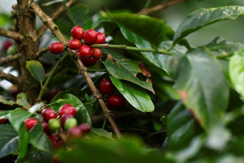 Chuva afeta colheita e deixa café mais caro no Brasil: Entenda