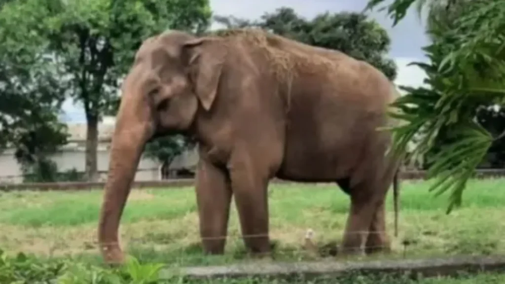 O último elefante apaixonado: a tocante história de Sandro