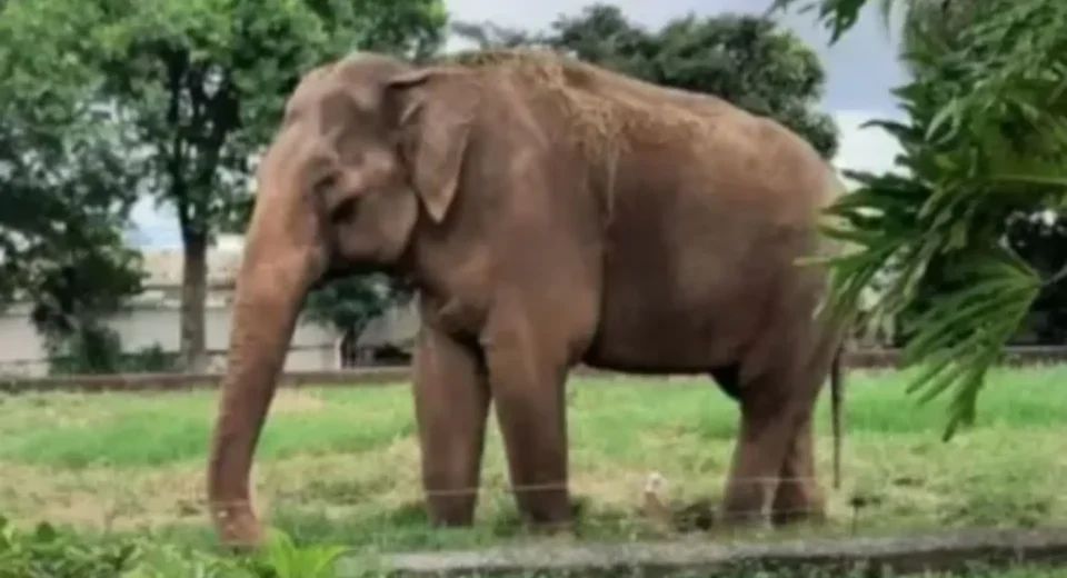 O último elefante apaixonado: a tocante história de Sandro